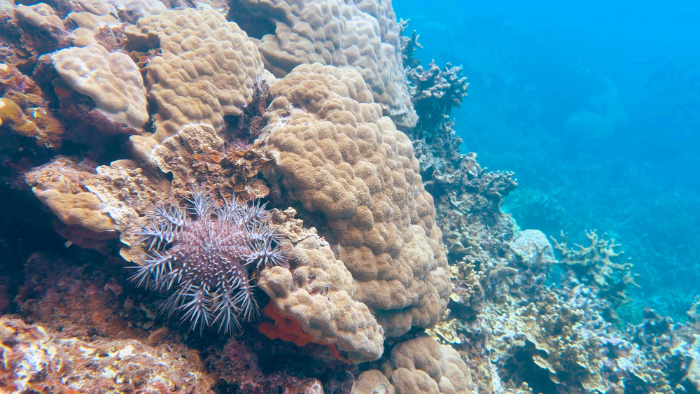 sea sponge