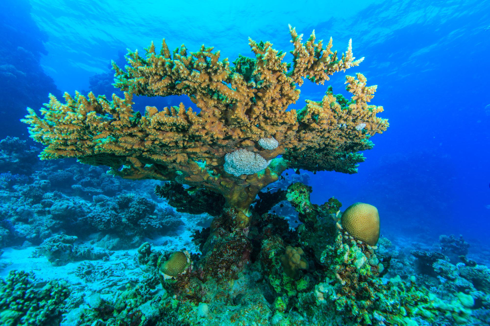 Coral Reef