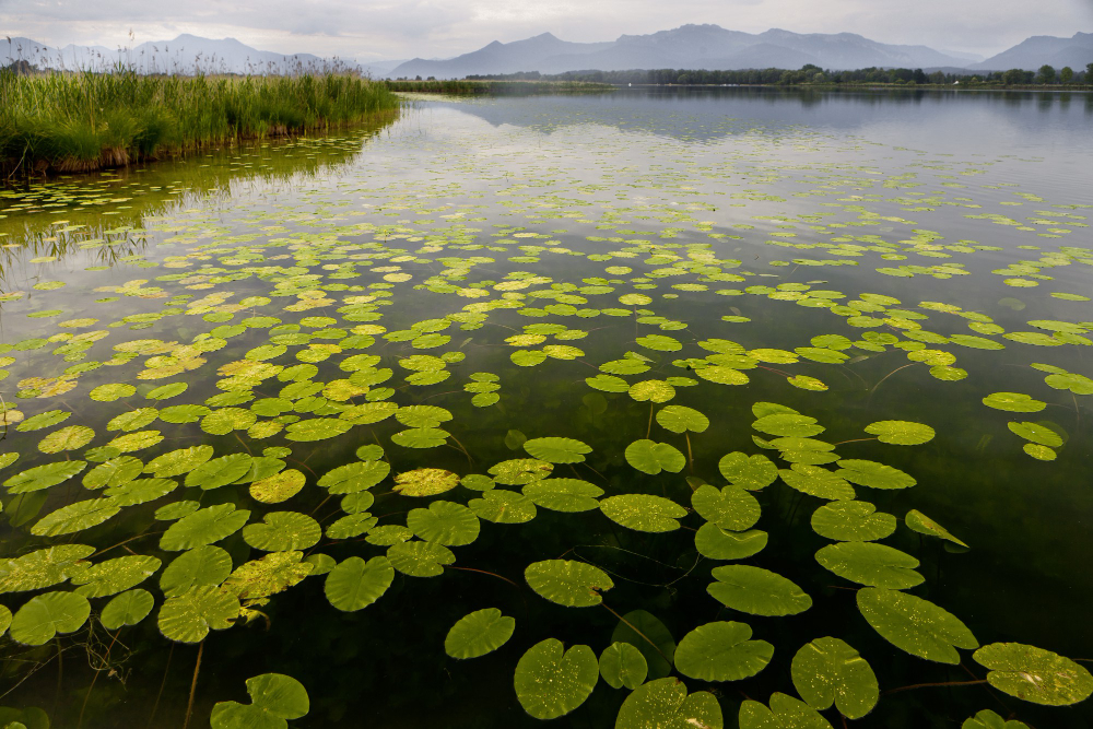 wetland