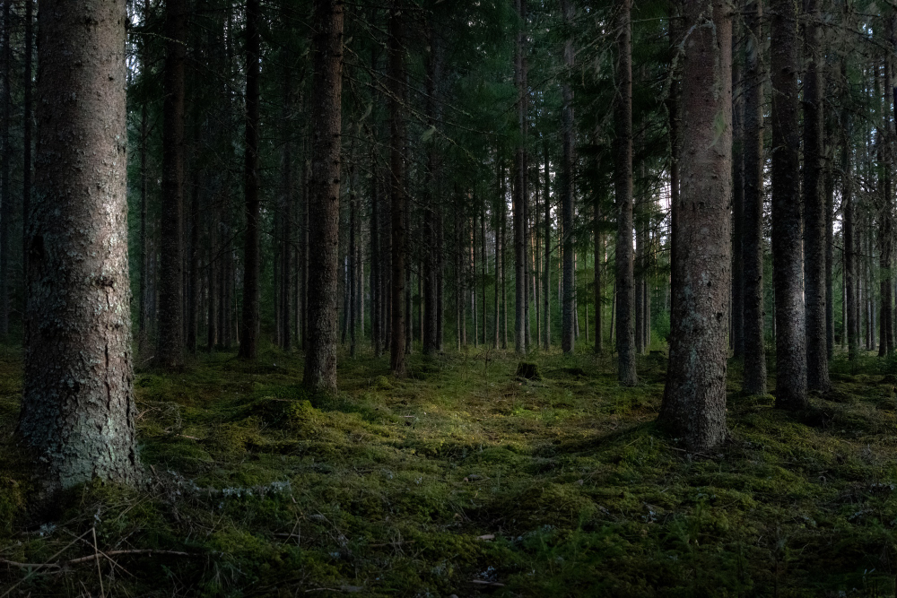 forest