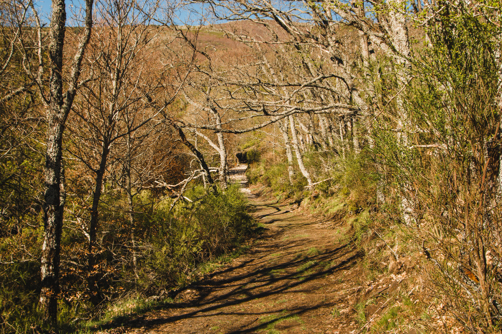 ancient track path