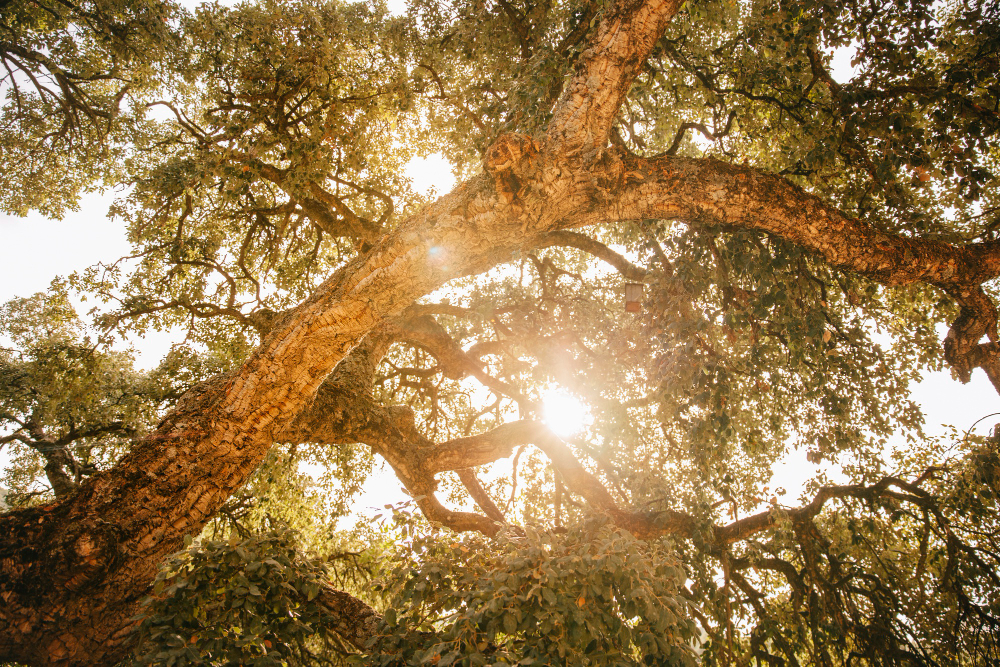 cork oak tree