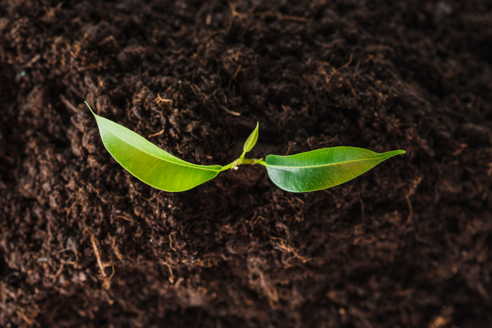 Soil
