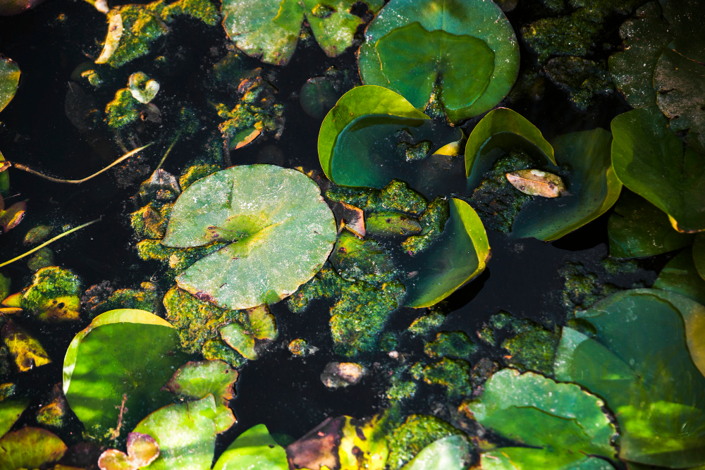 tadpoles pond water