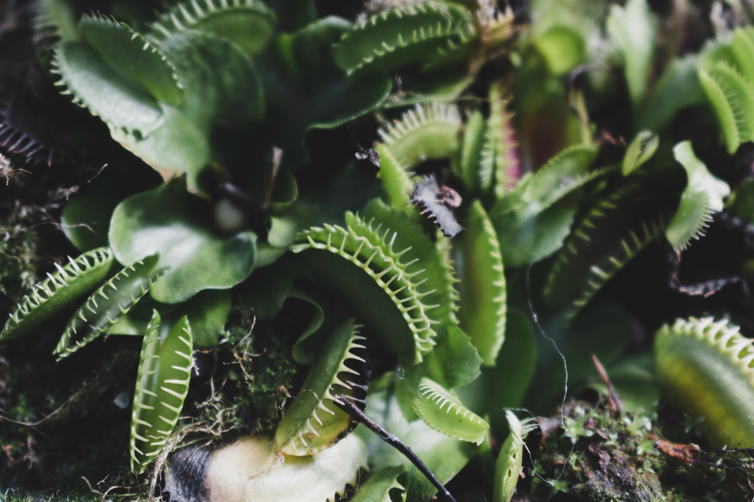 carnivorous plants