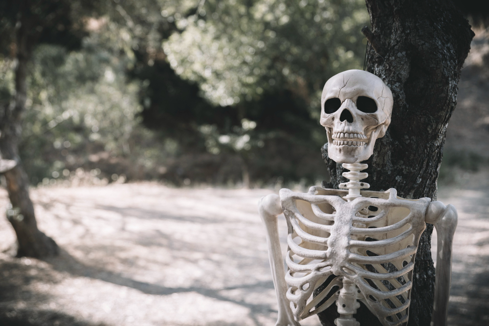 Skeleton