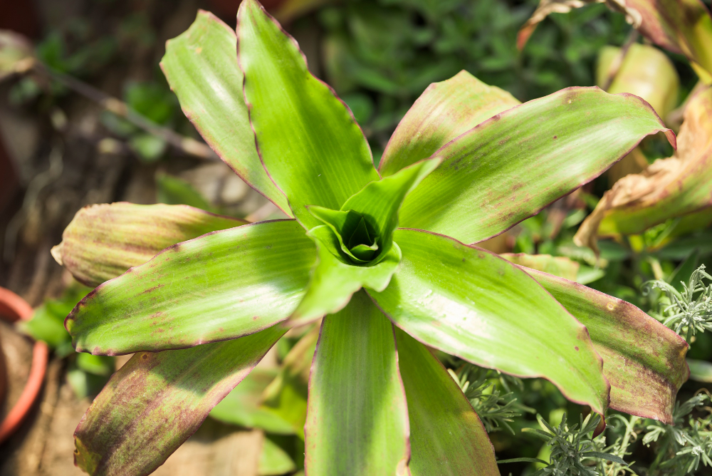 carnivorous plants