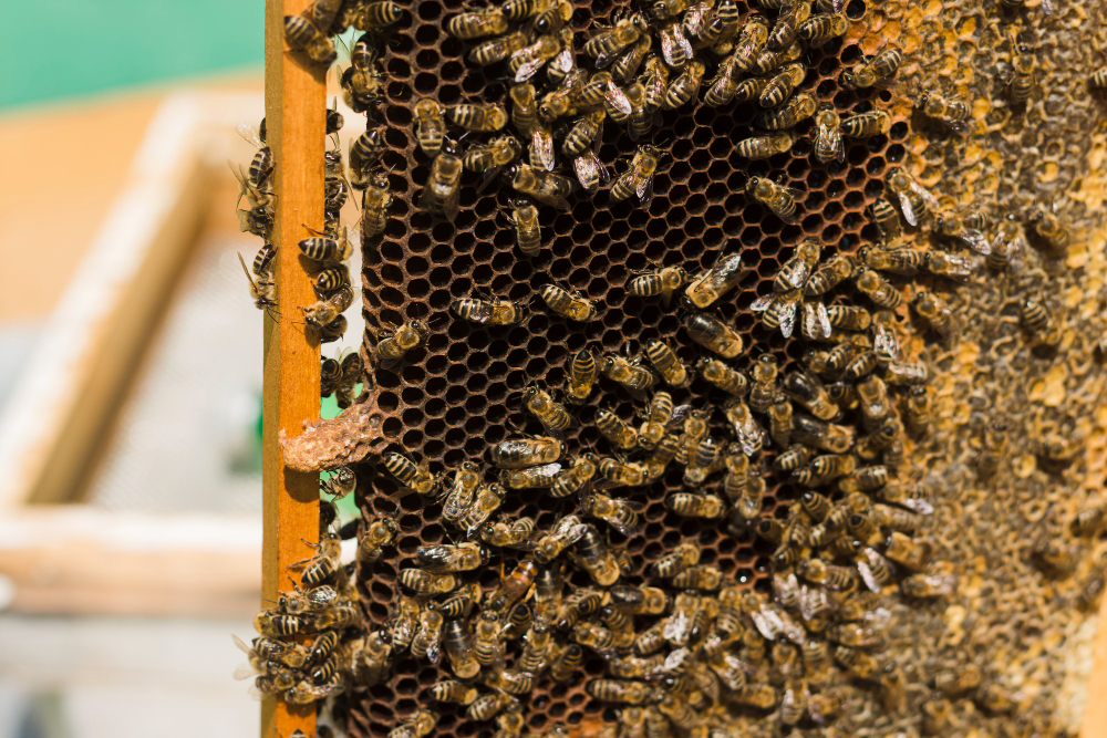 Beehive