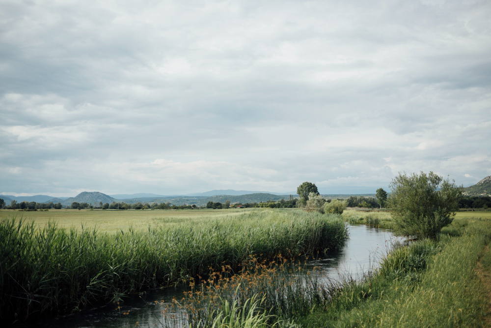 wetland