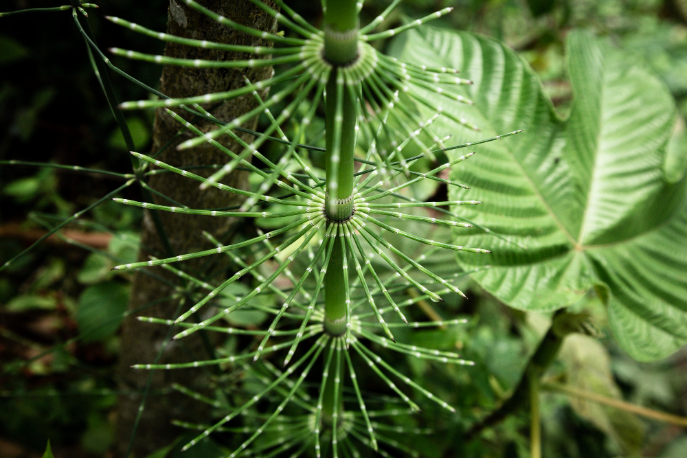 carnivorous plants