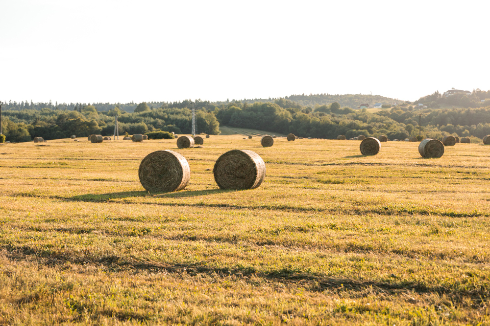 haymaking field