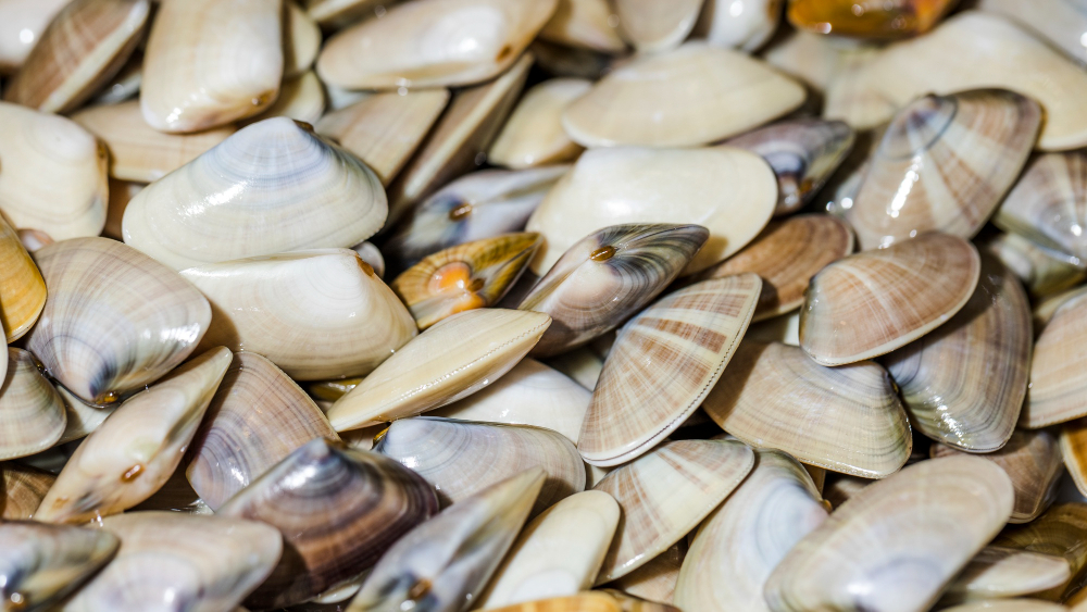 oyster shells