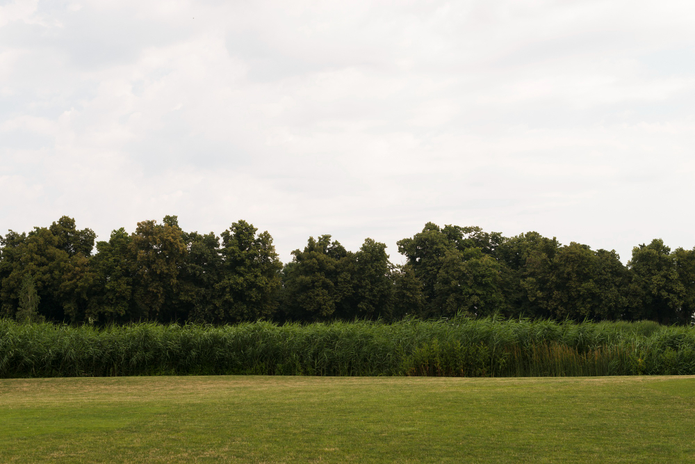 Treeline
