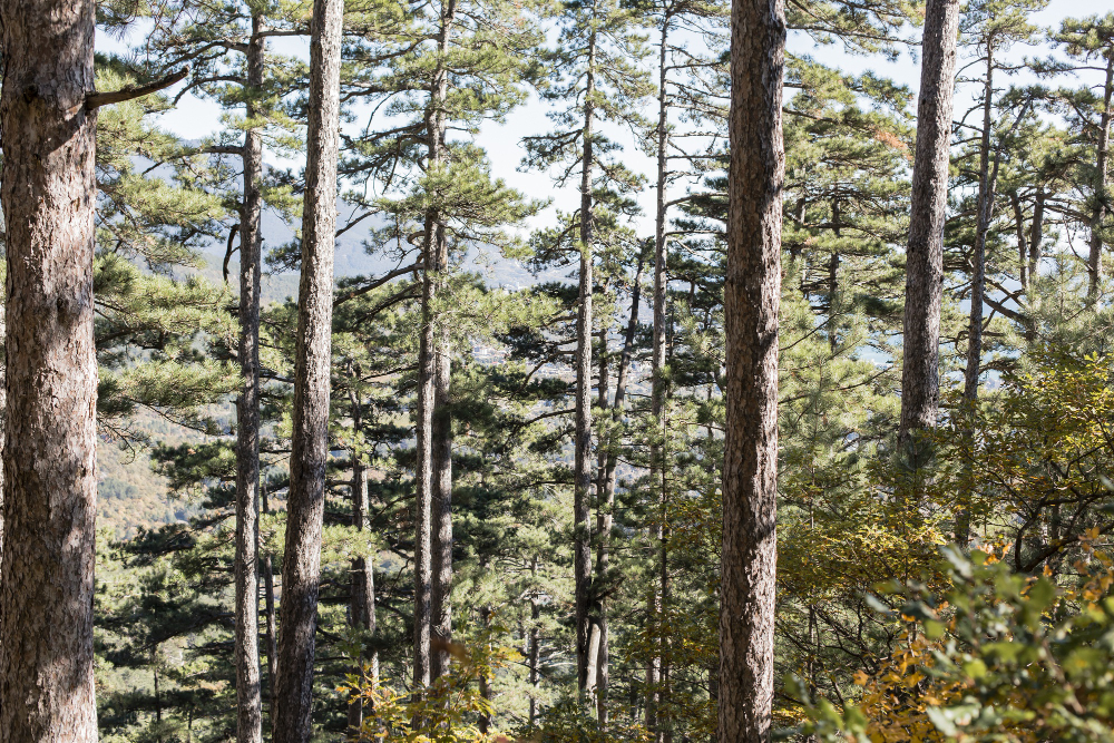 Tall tree forest