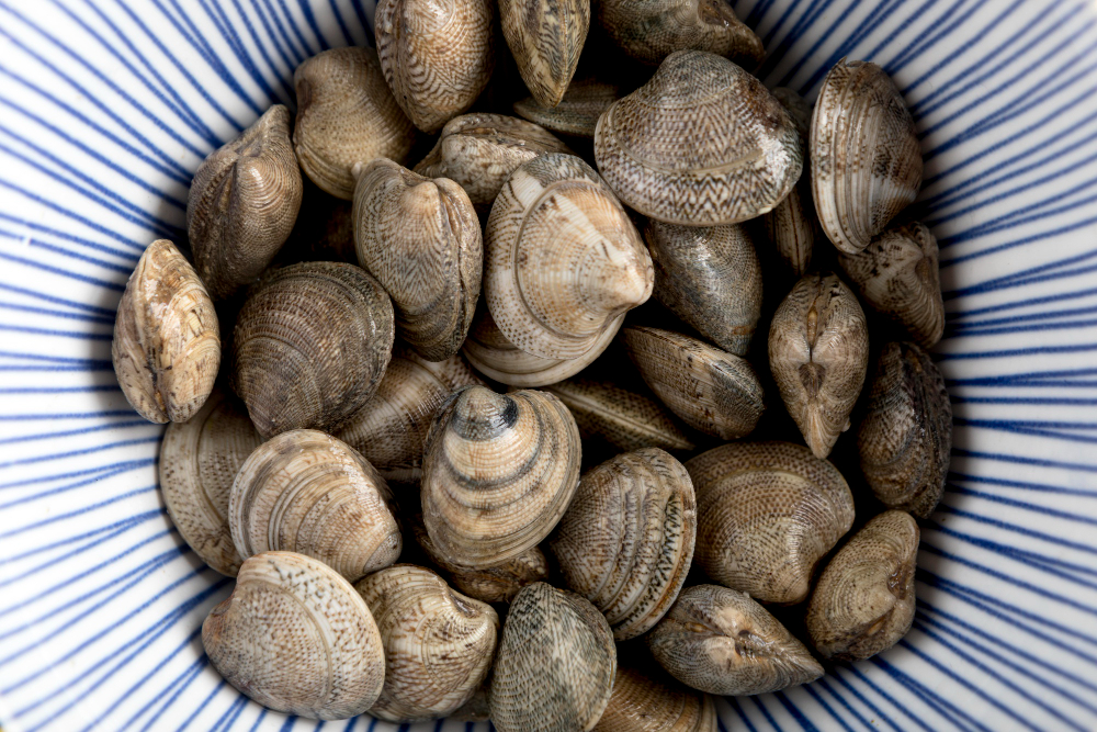 oyster shells
