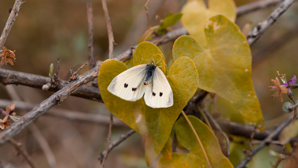 moth