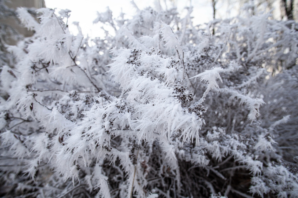 frost