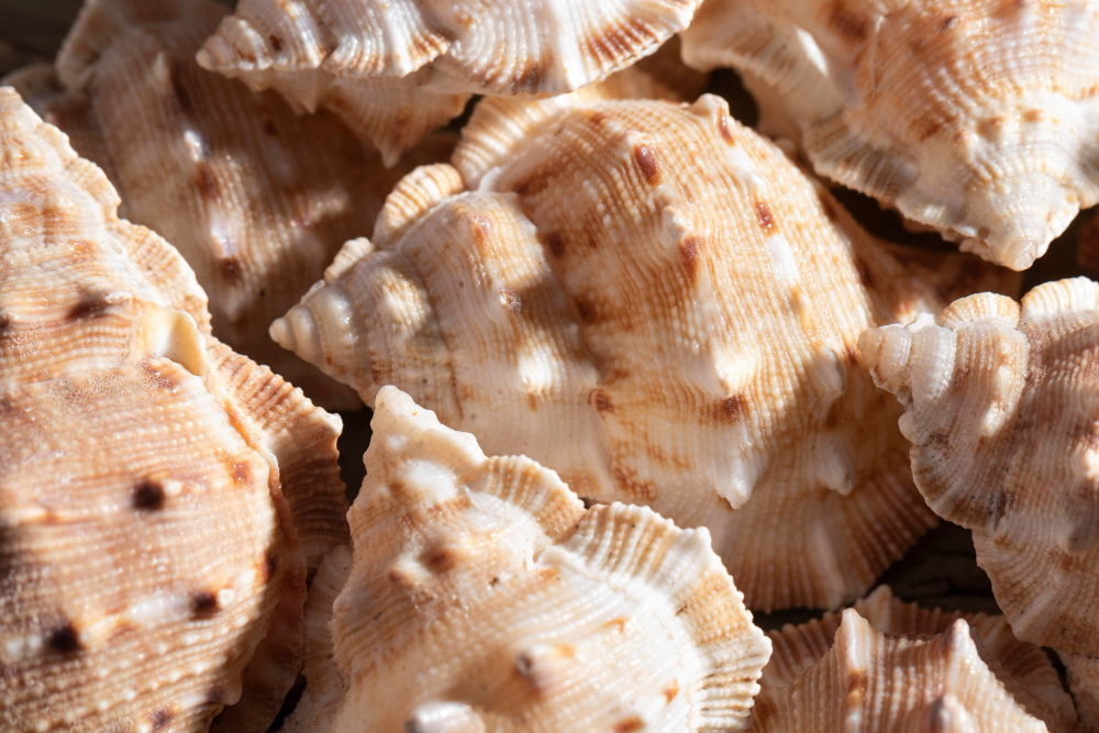 oyster shells