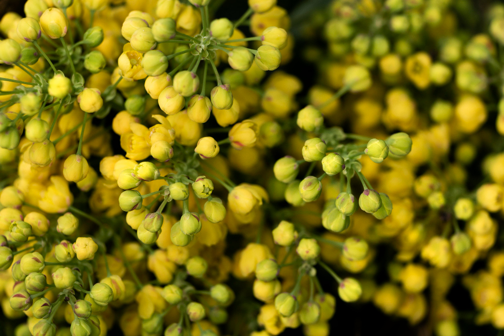 Mustard