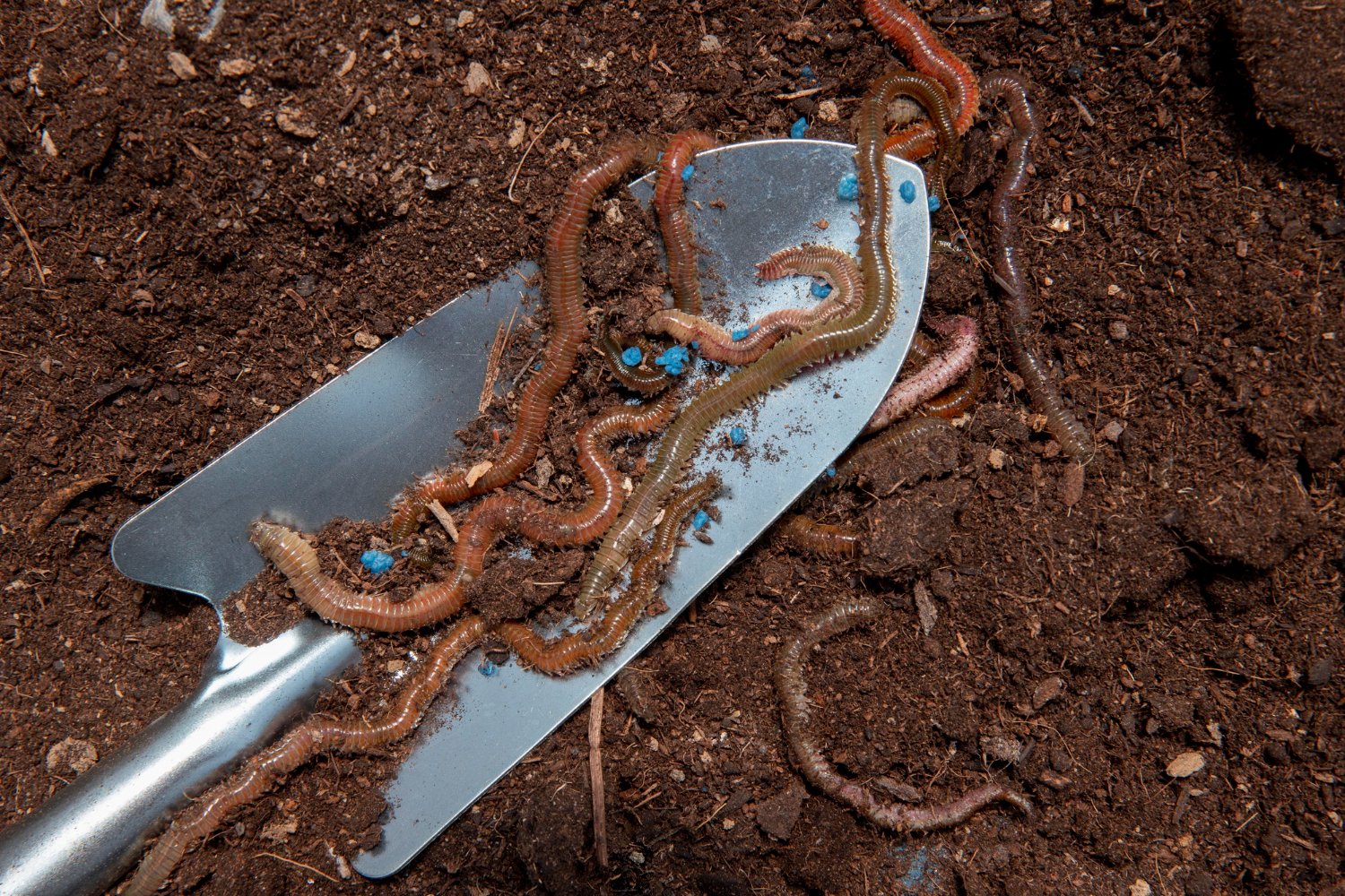 earthworm