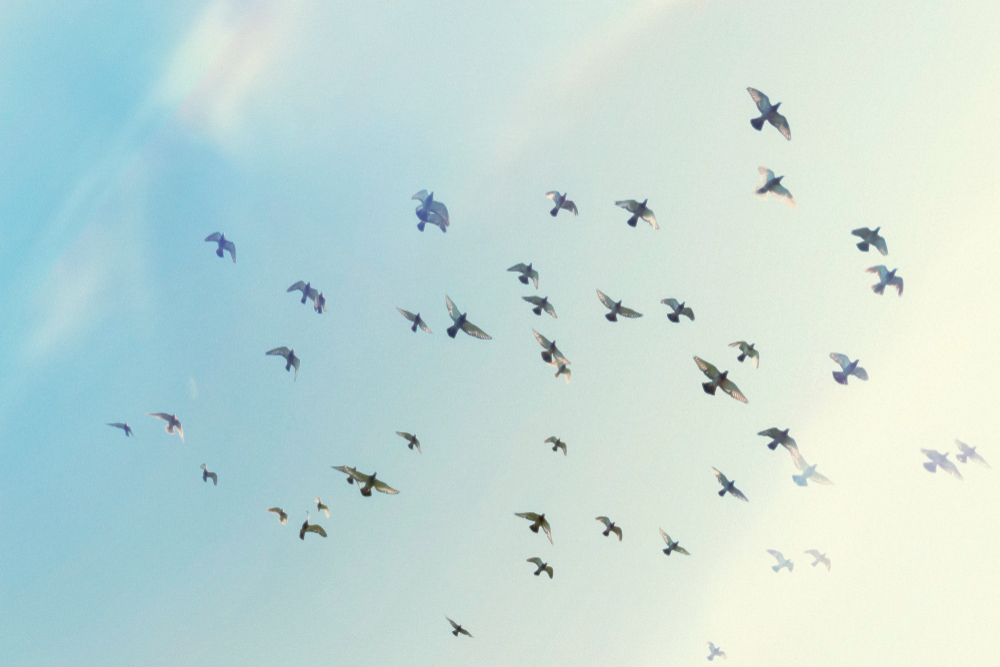 bird flock