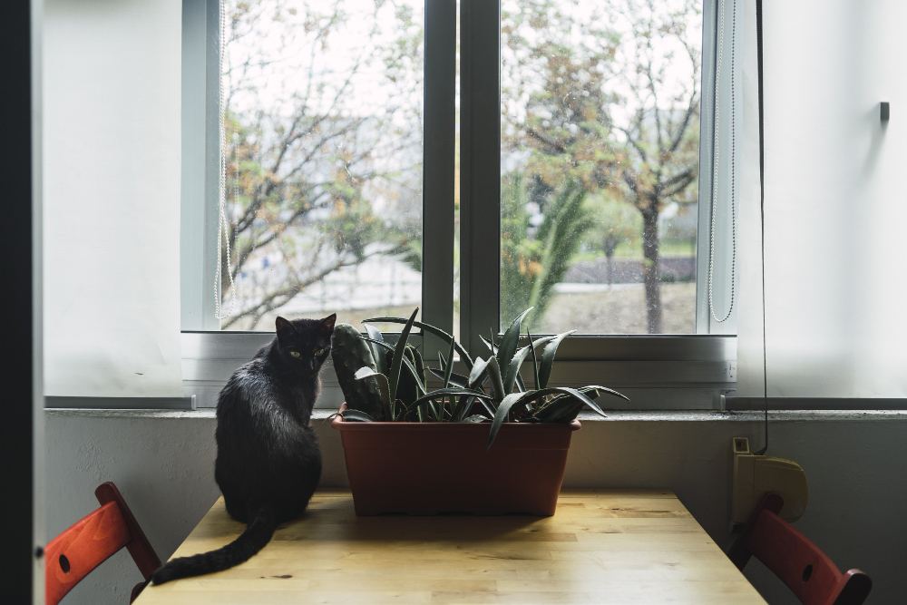 Window