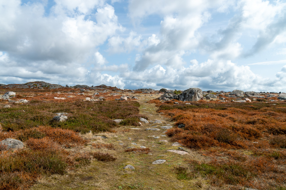 Landscape