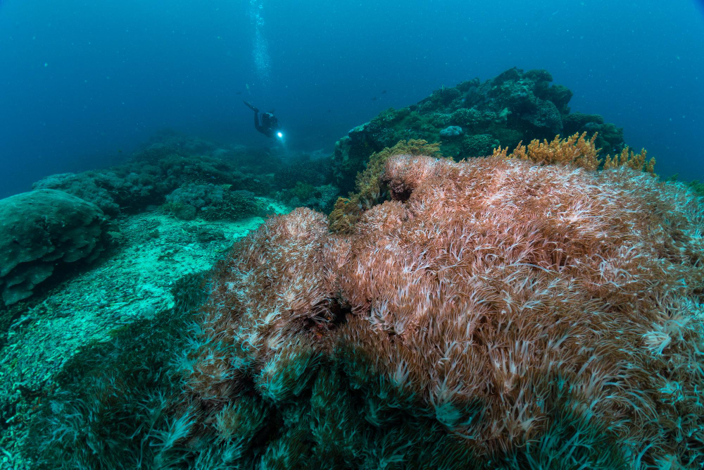 sea sponge