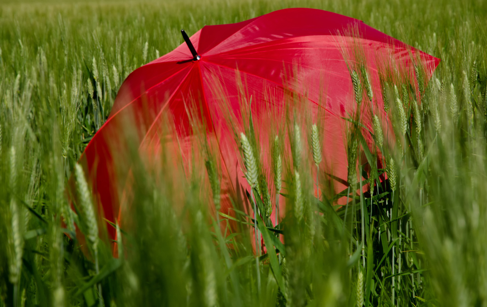umbrella