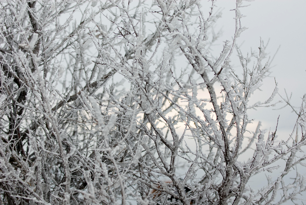 frost