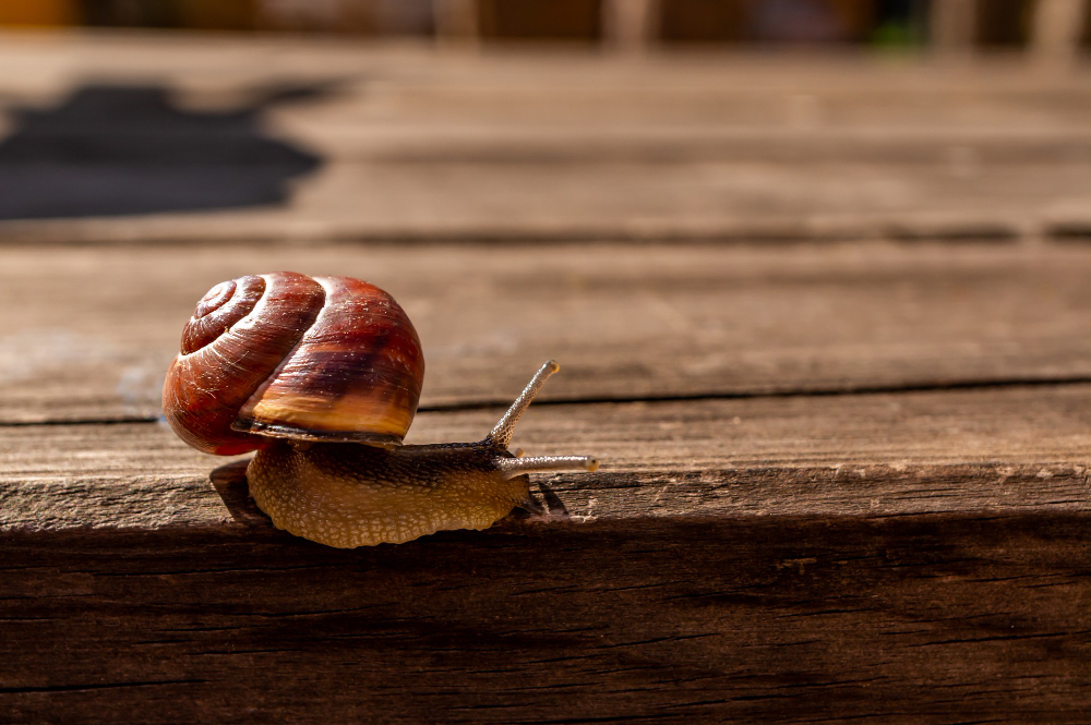 Snail
