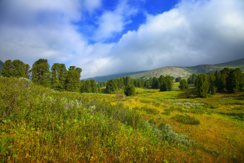 Landscape