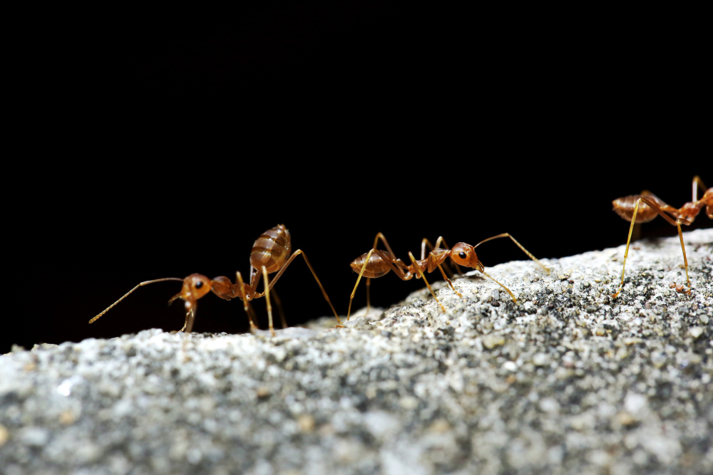 ants