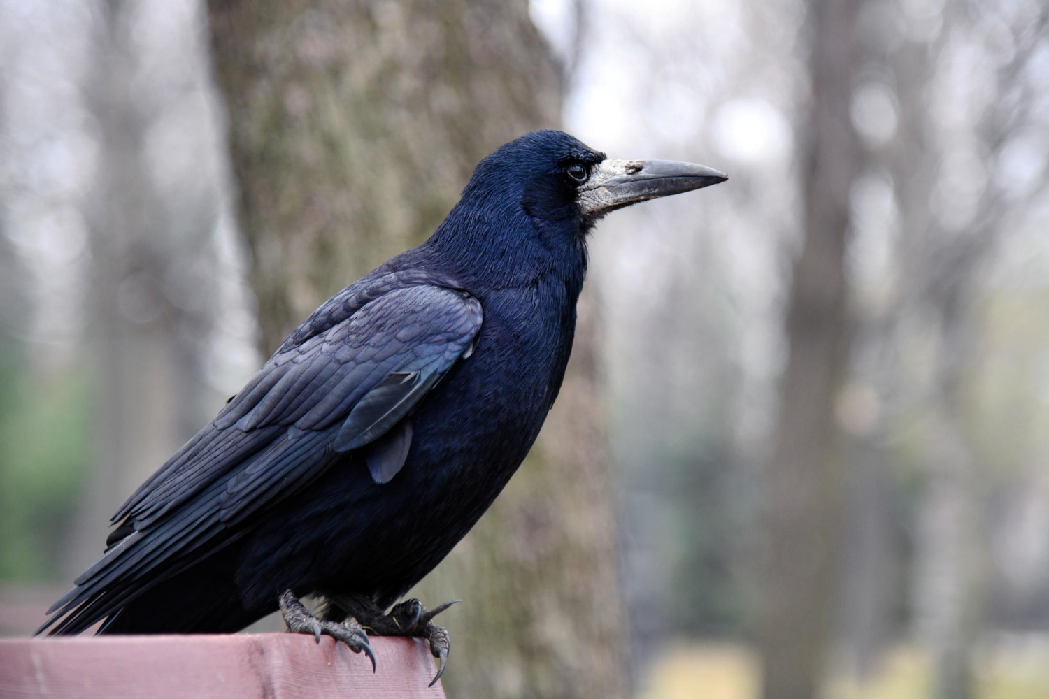 crow bird