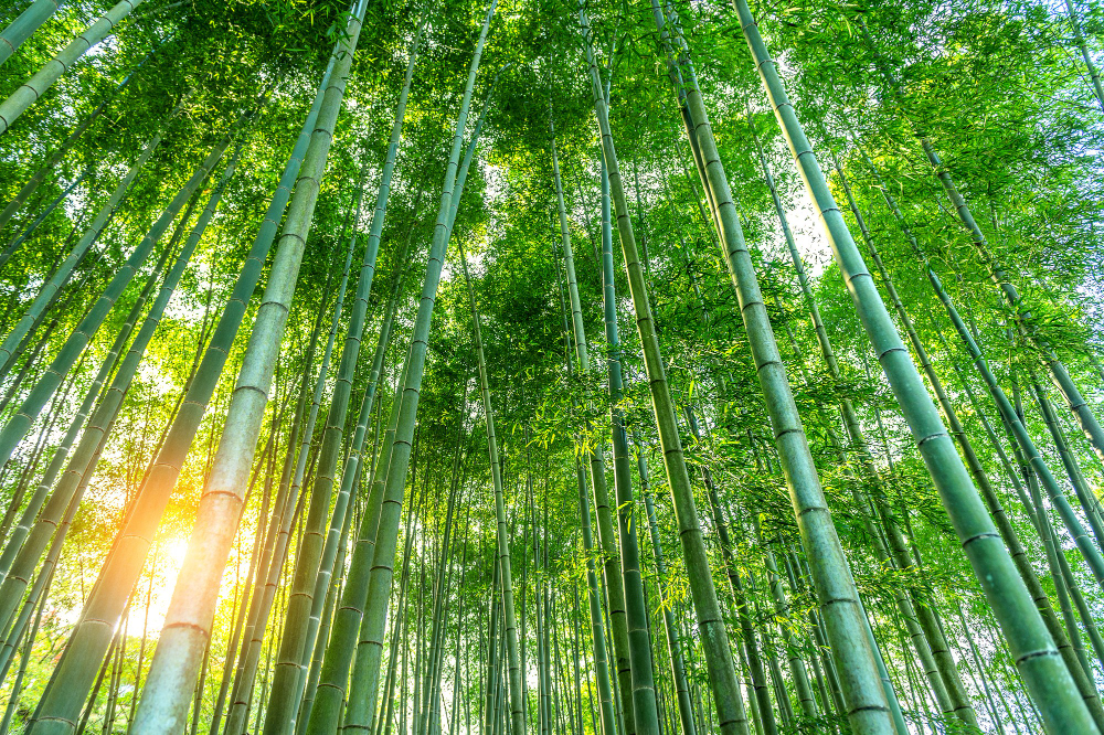 Bamboo