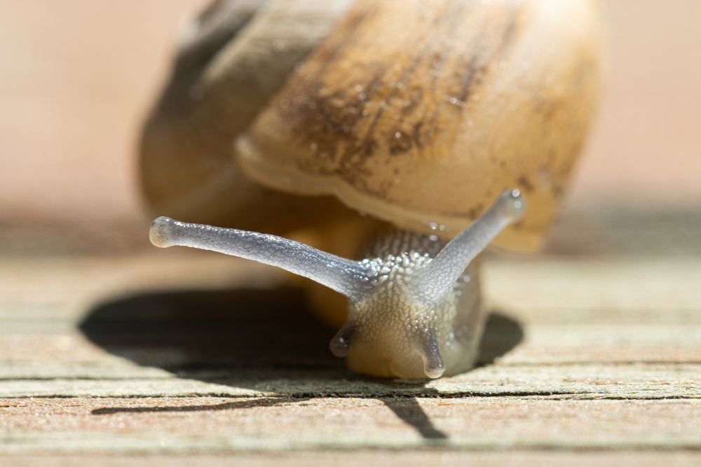 Snail