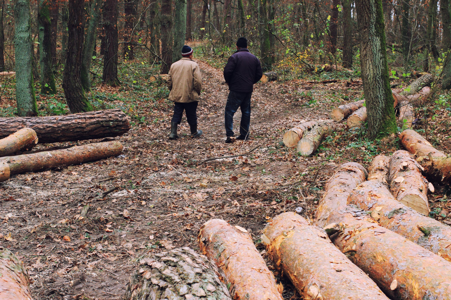 woodland
