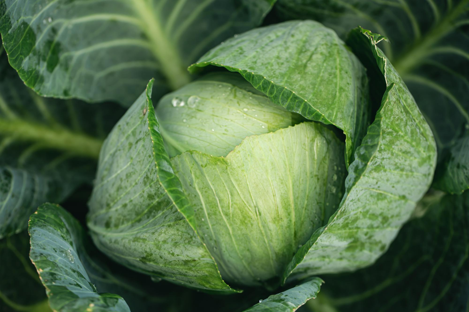 cabbage