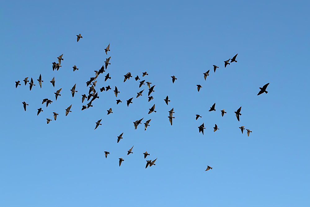 bird flock
