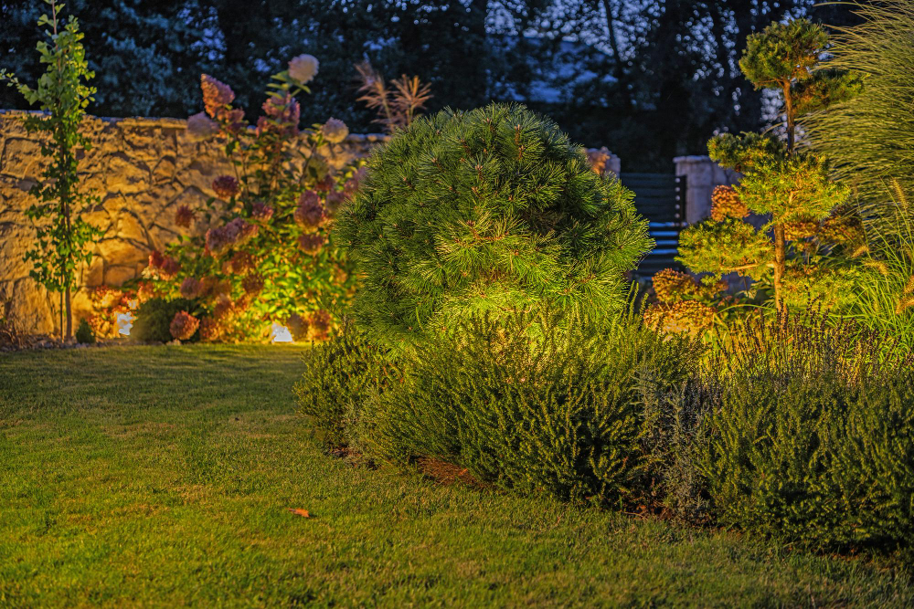 garden at night