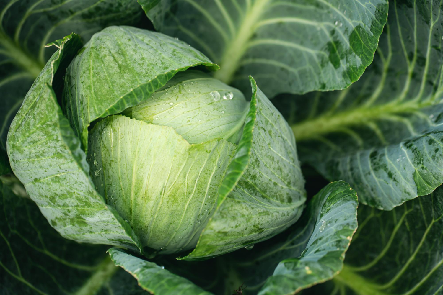 cabbage
