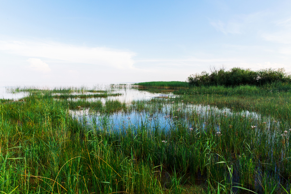 wetland