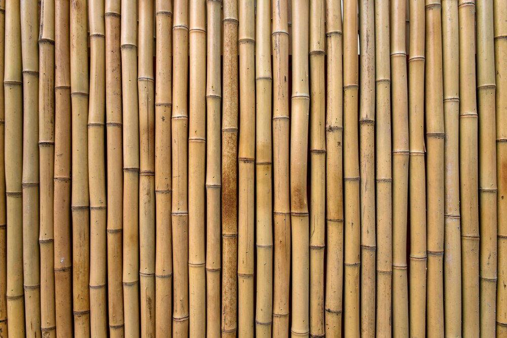 Bamboo