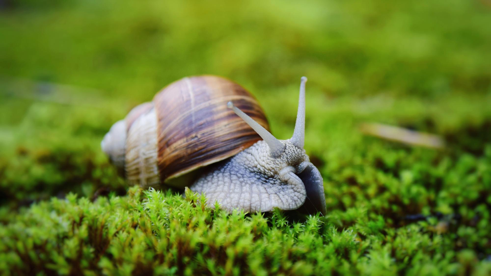 Snail