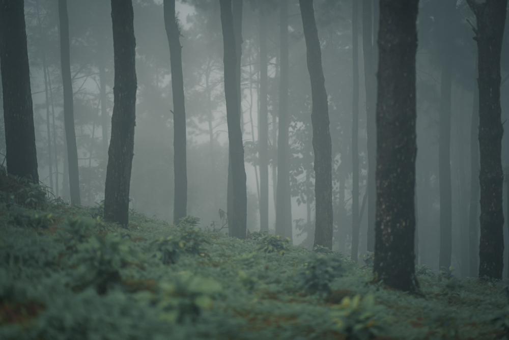 Treeline