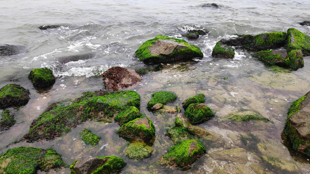 seaweed rocks