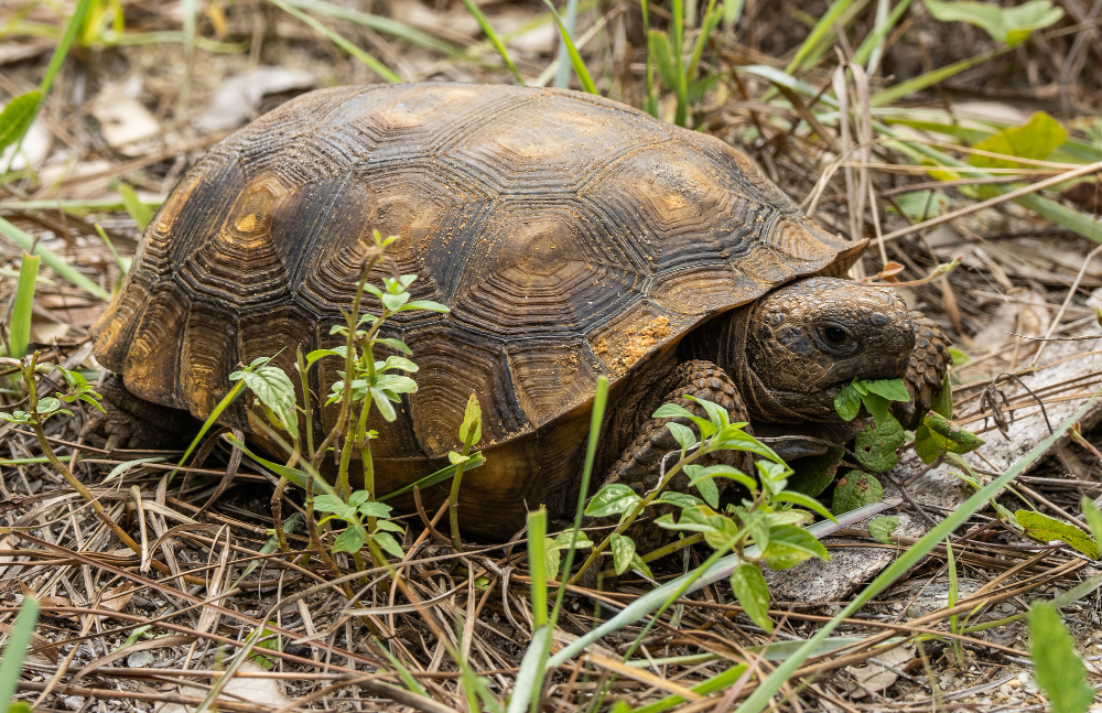 Turtle's Shell