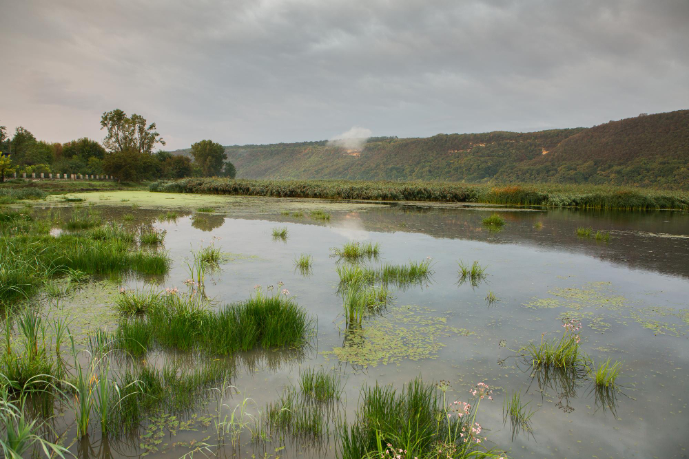 wetland