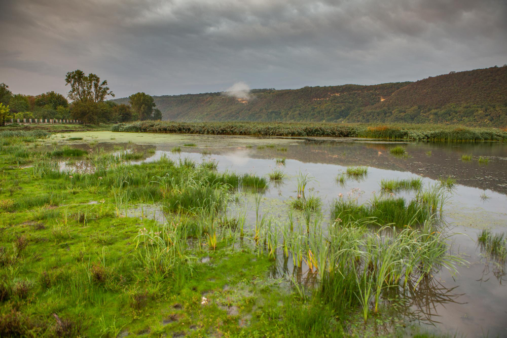 17 Things Low Wet Ground Records About Itself