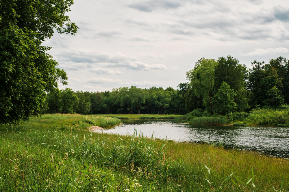 Pond